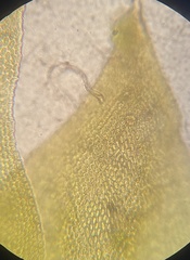 Cryphaea glomerata