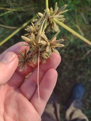 Cyperus flavescens