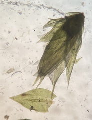 Cryphaea glomerata