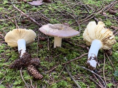 Russula occidentalis