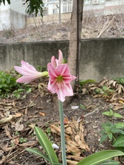 Hippeastrum reticulatum