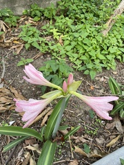 Hippeastrum reticulatum
