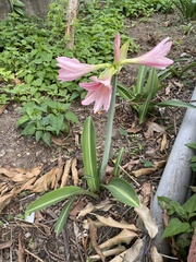 Hippeastrum reticulatum