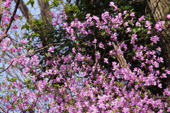 Rhododendron reticulatum