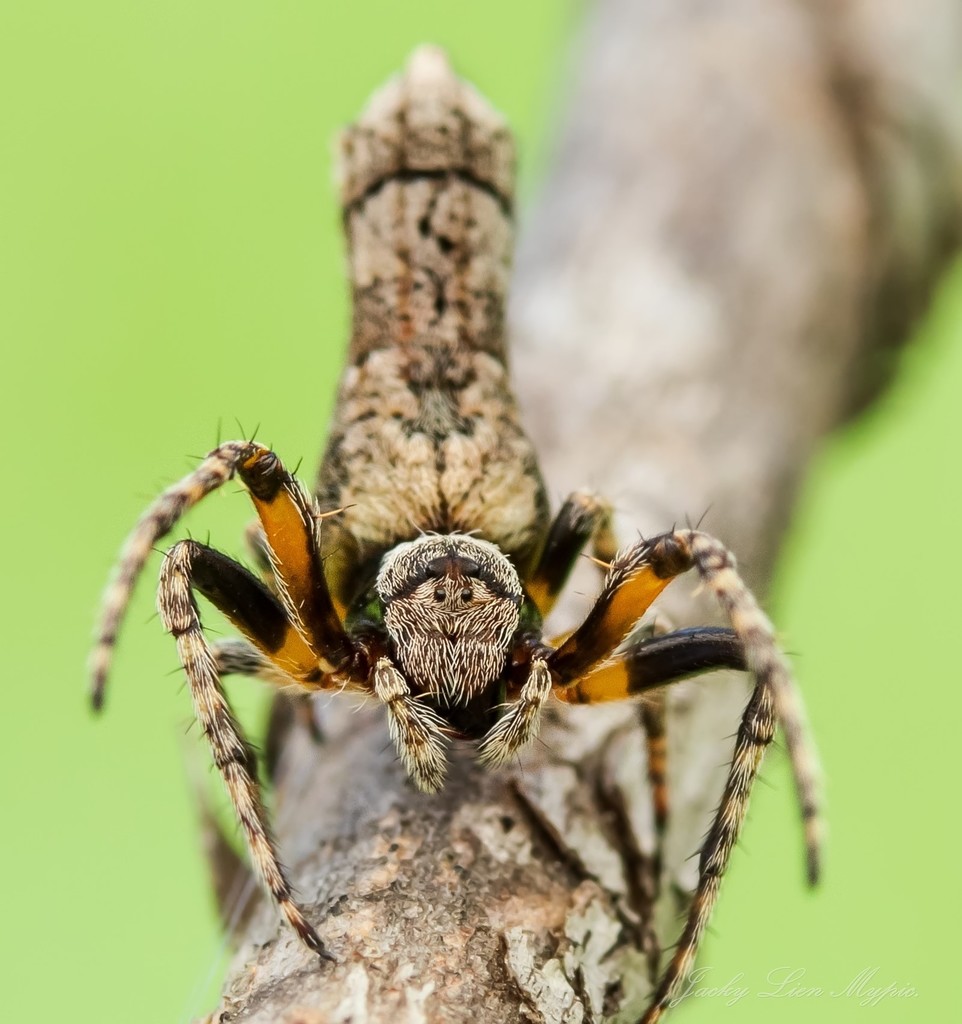 Acroaspis