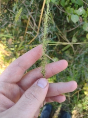 Setaria scheelei