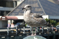 Larus occidentalis