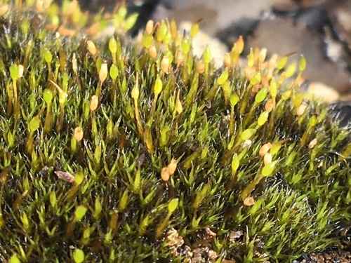 Grimmia longirostris