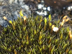 Grimmia longirostris