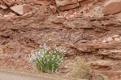 Astragalus rafaelensis