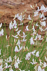 Astragalus rafaelensis