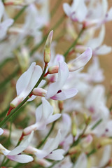 Astragalus rafaelensis