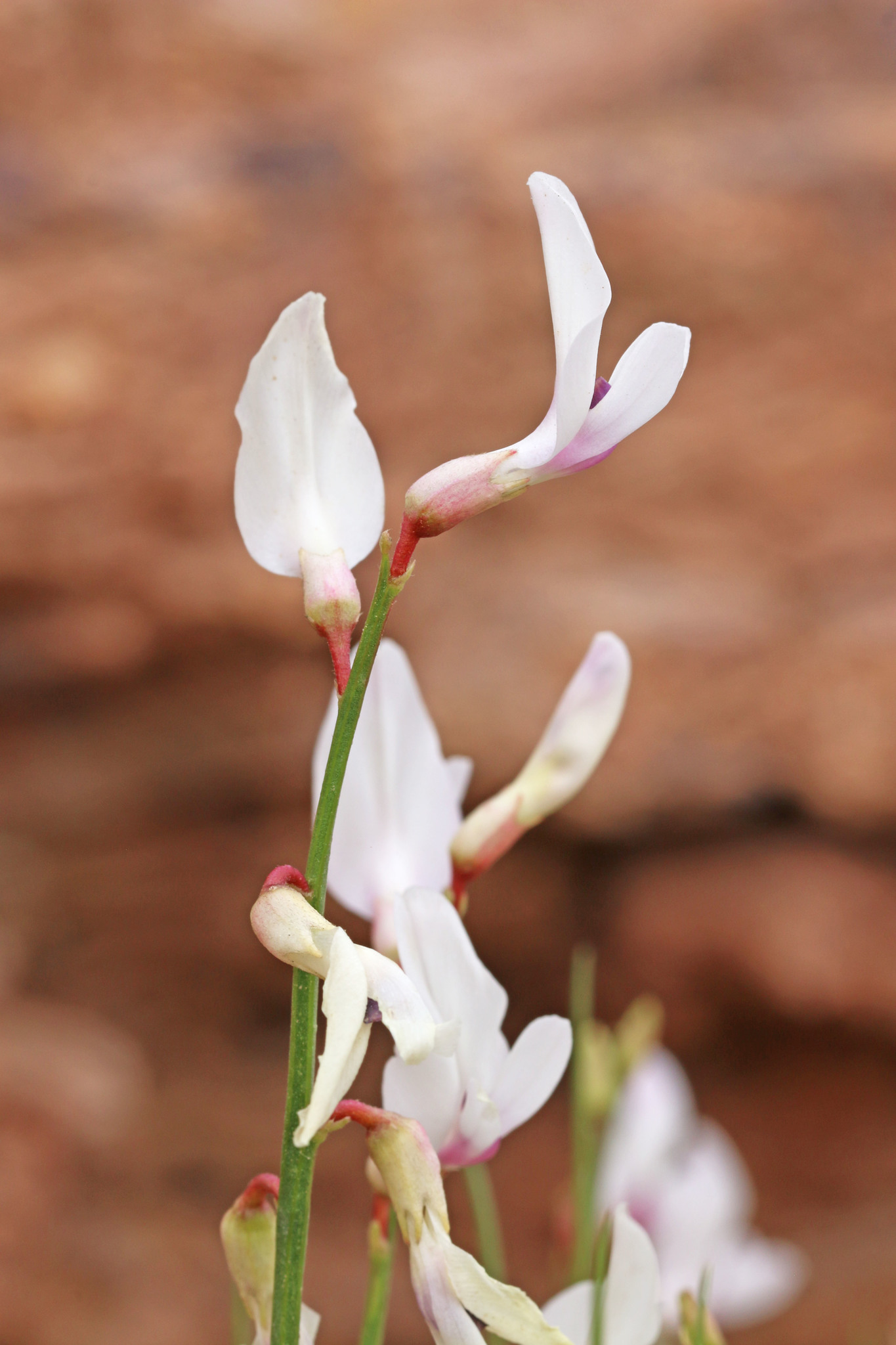 Astragalus rafaelensis