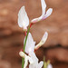 Astragalus rafaelensis - Photo 由 Andrey Zharkikh 所上傳的 (c) Andrey Zharkikh，保留部份權利CC BY-NC
