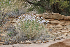 Astragalus rafaelensis