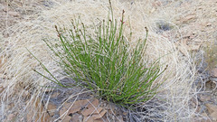 Astragalus rafaelensis