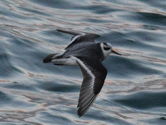 Red Phalarope