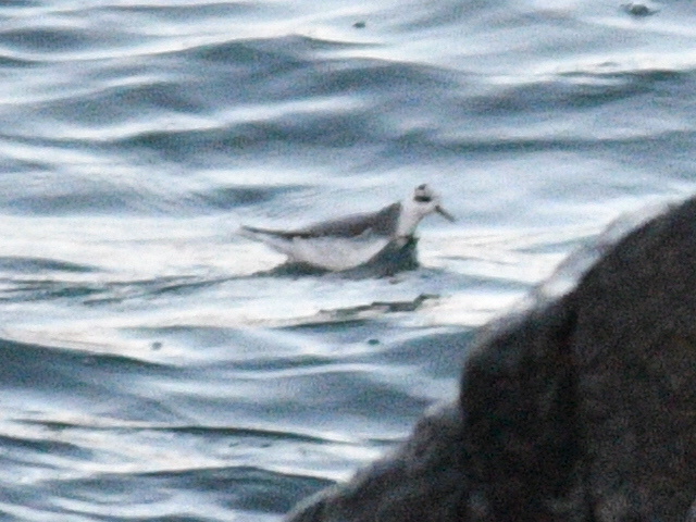 Red Phalarope