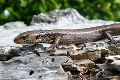 Oligosoma macgregori
