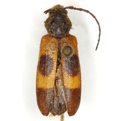 Semanotus ligneus