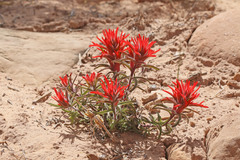 Castilleja scabrida scabrida