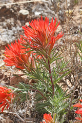 Castilleja scabrida scabrida