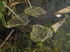 Rana dalmatina