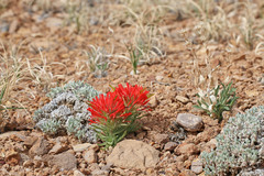 Castilleja scabrida scabrida