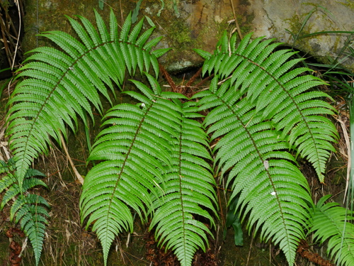 Dryopteris redactopinnata