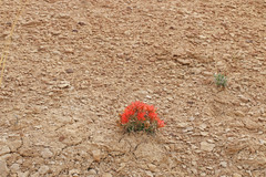 Castilleja scabrida scabrida