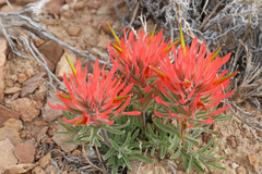 Castilleja scabrida scabrida