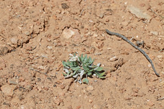 Chamaechaenactis scaposa