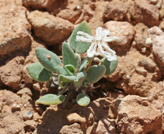 Chamaechaenactis scaposa