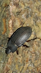 Mimopeus