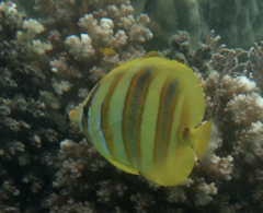 Chaetodon rainfordi