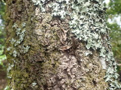 Pseudocyphellaria intricata