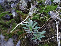 Boechera breweri shastaensis