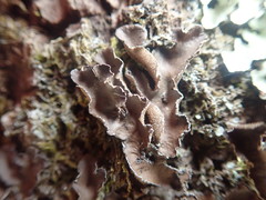 Pseudocyphellaria intricata