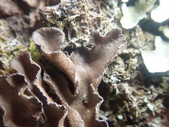 Pseudocyphellaria intricata