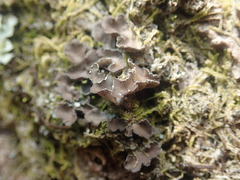Pseudocyphellaria intricata