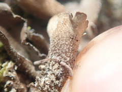 Pseudocyphellaria intricata
