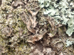 Pseudocyphellaria intricata