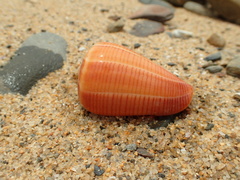 Conus figulinus