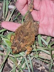 Sclerophrys pusilla