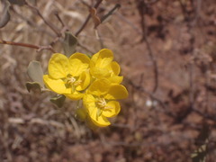 Senna artemisioides helmsii