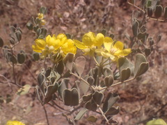 Senna artemisioides helmsii