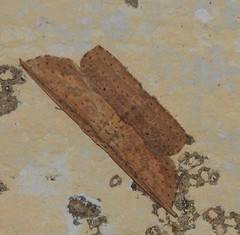 Phalacra vidhisara