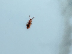 Cryptamorpha desjardinsi