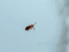 Cryptamorpha desjardinsi