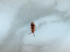 Cryptamorpha desjardinsi